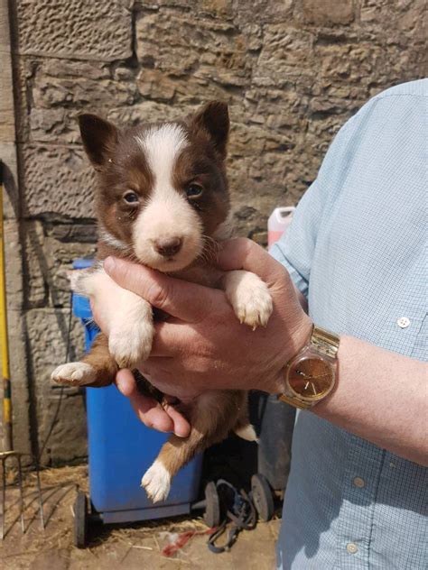 1 of 5. . Puppies for sale north ayrshire